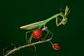 939 - MANTIS HUNTING 02 - HUANG CHIH SHENG - taiwan
